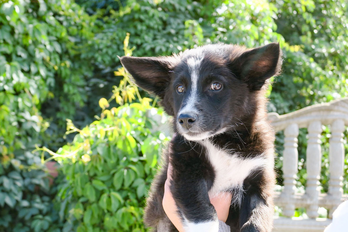 Дом с хвостом - счастливый дом!